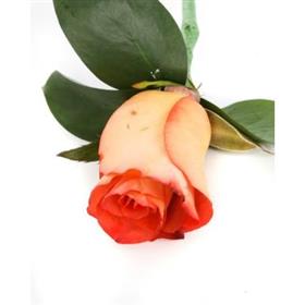 fwthumbLeonardis Rose button hole Wedding Flowers Sheffield-600x400.jpg